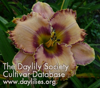 Daylily Twice in a Blue Moon